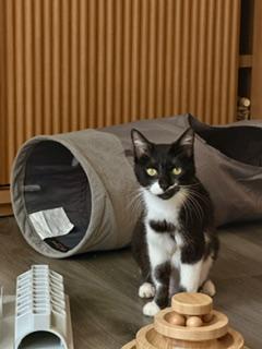 Juliet, ADOPTABLE, Young Female Tuxedo & Domestic Short Hair.