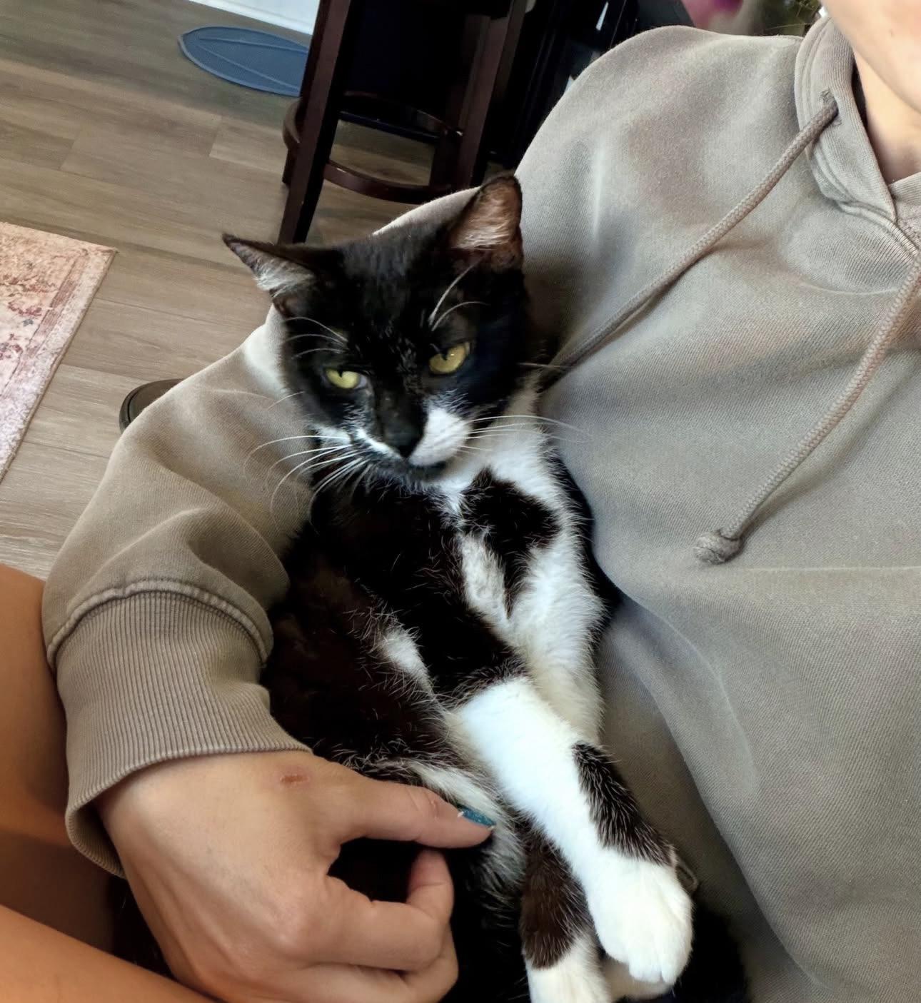 Juliet, ADOPTABLE, Young Female Tuxedo & Domestic Short Hair.