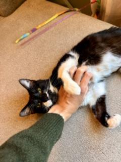 Juliet, ADOPTABLE, Young Female Tuxedo & Domestic Short Hair.