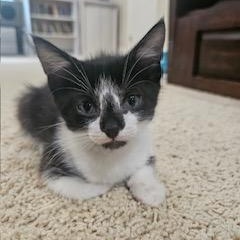 Juliet, a ADOPTABLE mixed breed in Waxhaw, NC image 2/2