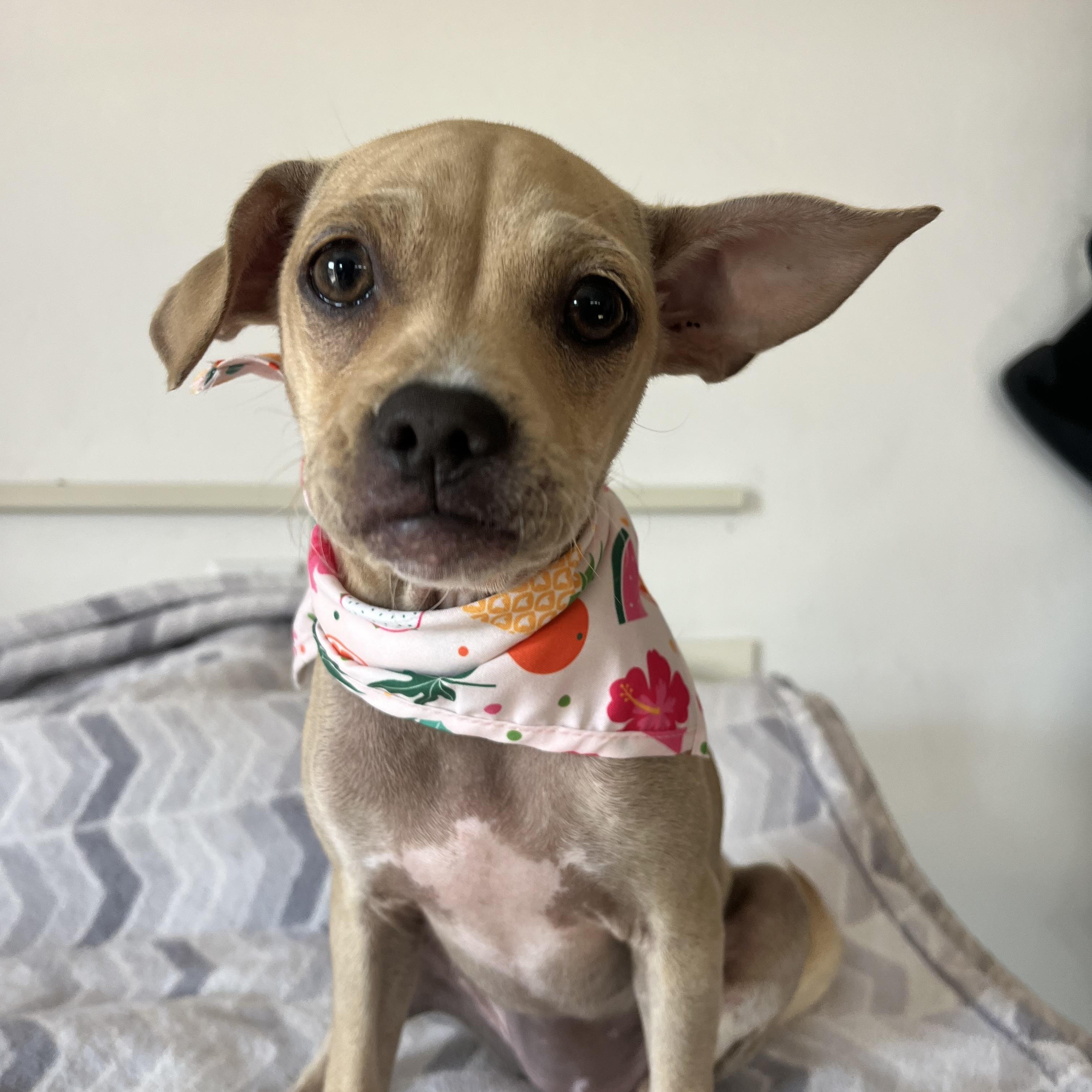 Enlarge Nestle, a ADOPTABLE mixed breed in Poway, CA image 2/4