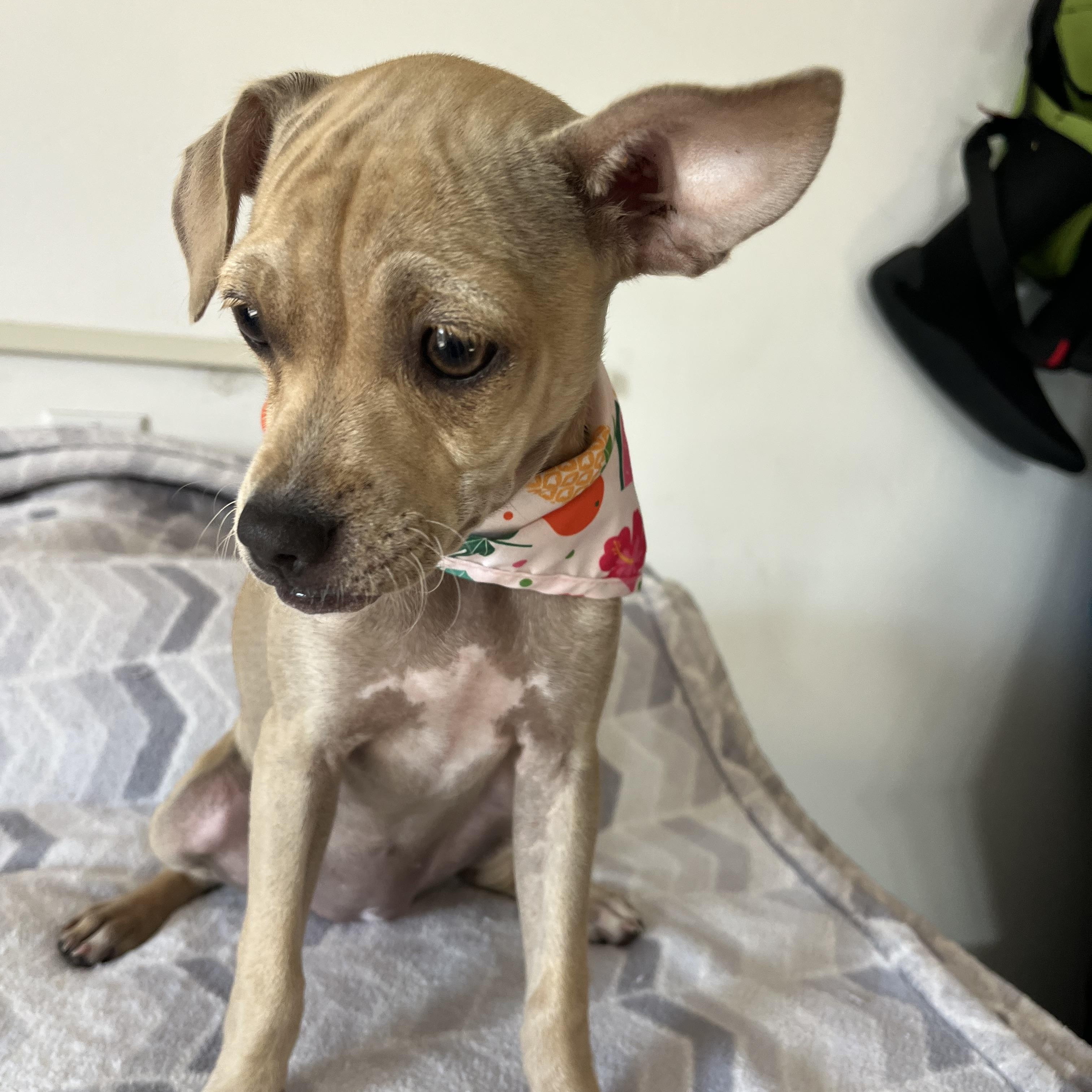 Enlarge Nestle, a ADOPTABLE mixed breed in Poway, CA image 3/4