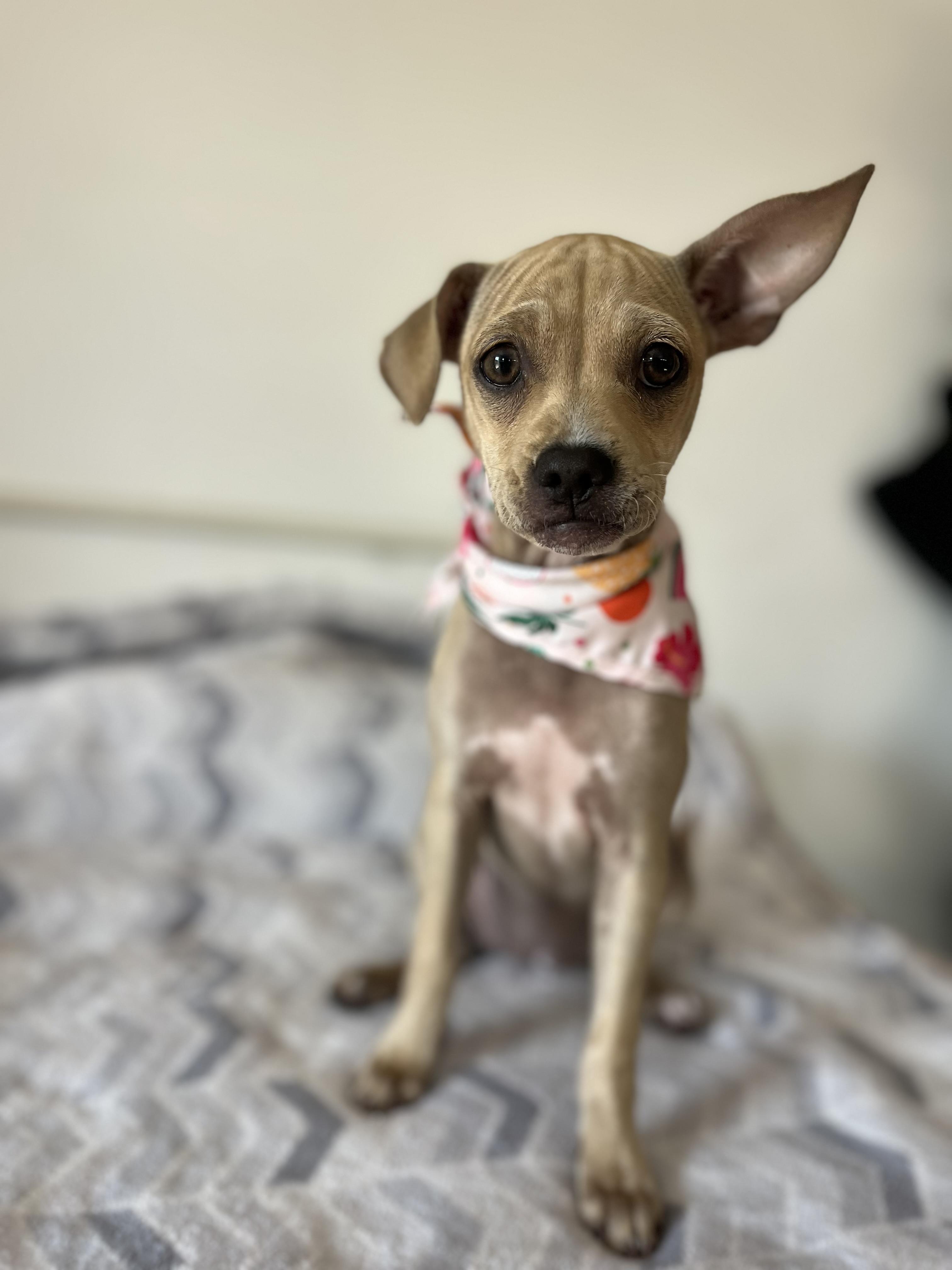 Enlarge Nestle, a ADOPTABLE mixed breed in Poway, CA image 4/4