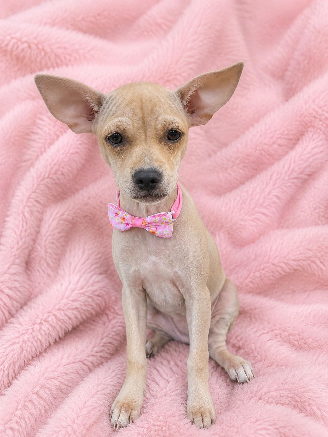 Enlarge Nestle, a ADOPTABLE mixed breed in Poway, CA image 2/3