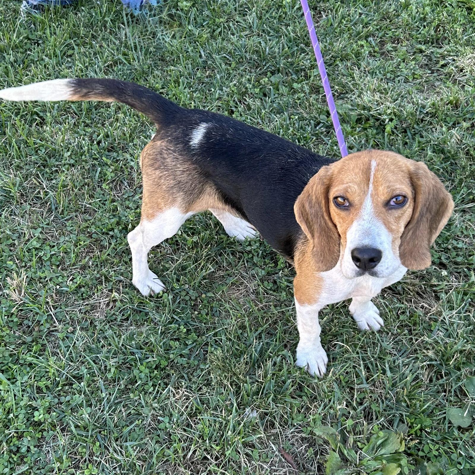 Dixie 2026, Adoptable, Young Female Beagle.