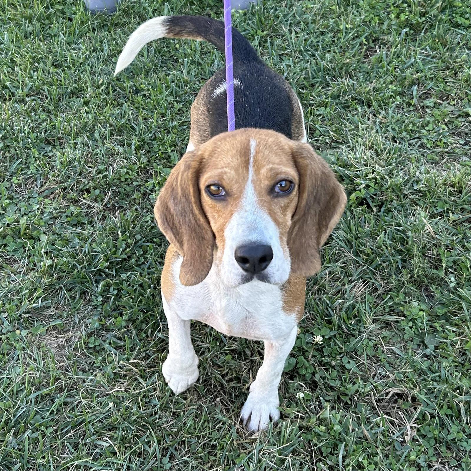 Enlarge Dixie 2026, a Adoptable Beagle in Norwood, OH image 2/3