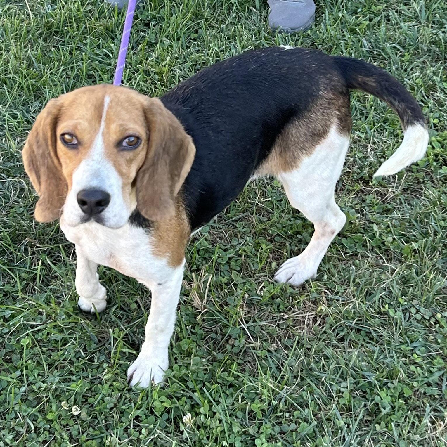 Enlarge Dixie 2026, a Adoptable Beagle in Norwood, OH image 3/3