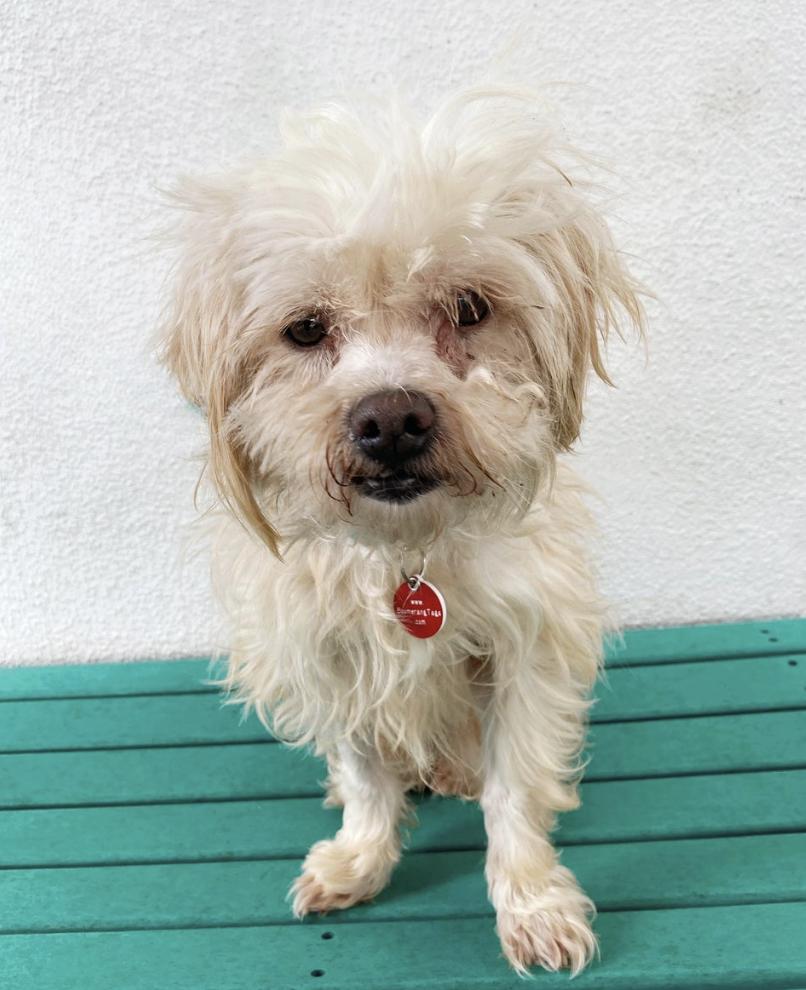 Lionel, an adoptable Maltipoo in Los Angeles, CA, 90064 | Photo Image 1