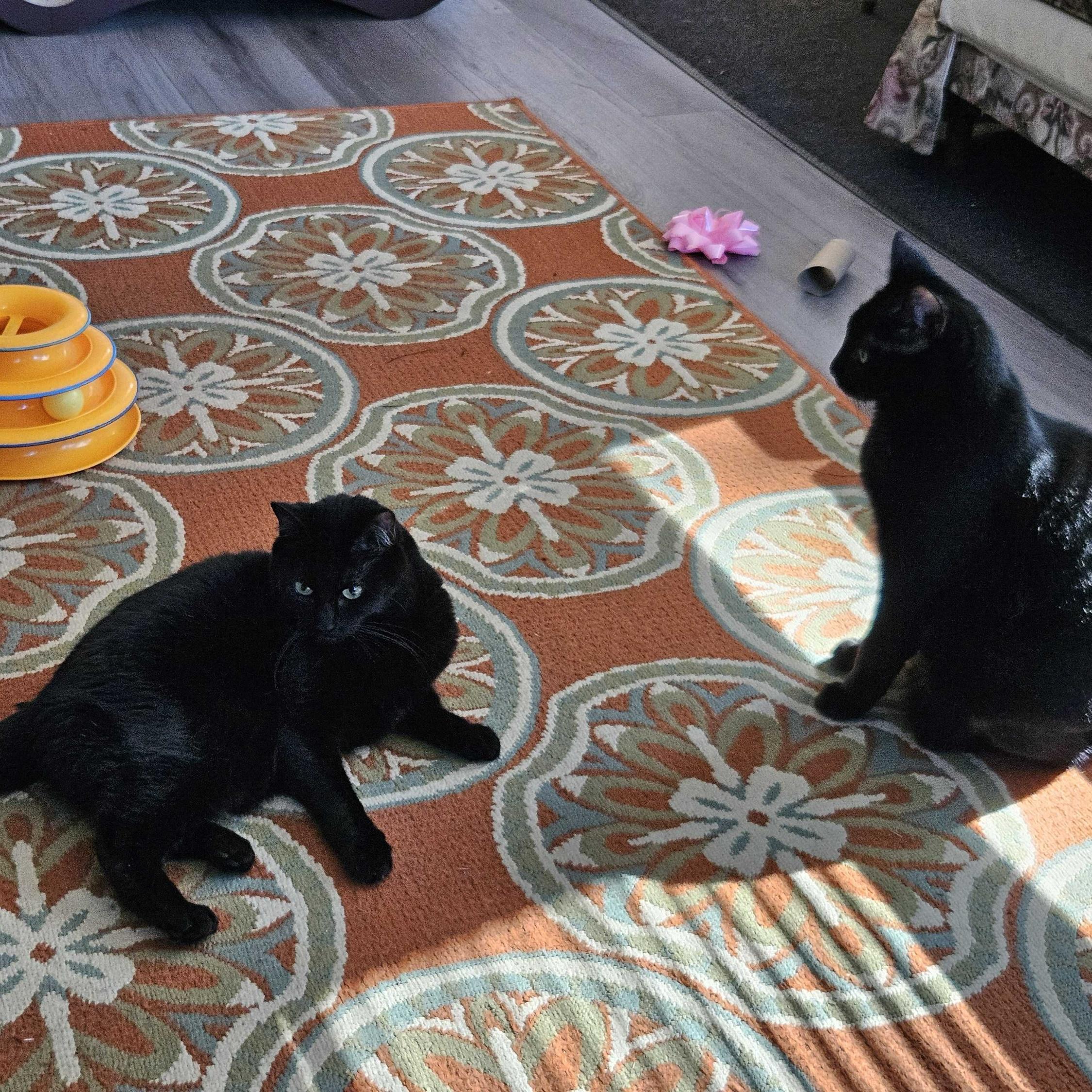 Jet (bonded with Ella), Adoptable, Senior Female Domestic Medium Hair.