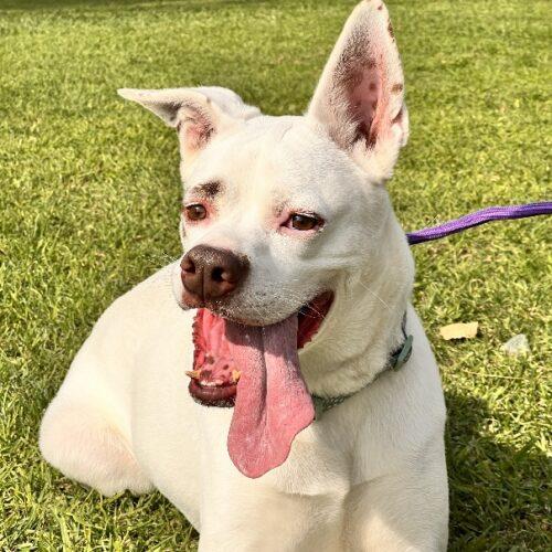 Enlarge BOOTS*, a Adoptable mixed breed in San Juan Capistrano, CA image 2/5