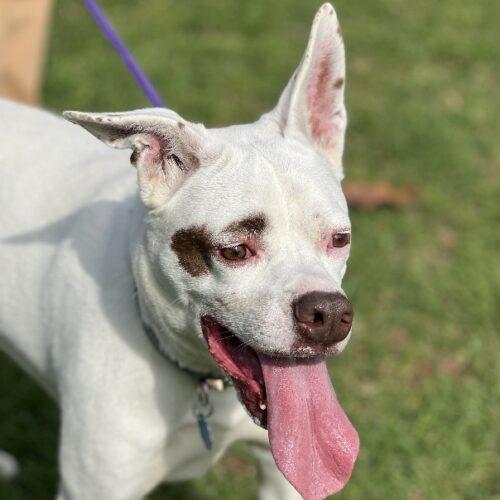 Enlarge BOOTS*, a Adoptable mixed breed in San Juan Capistrano, CA image 3/5