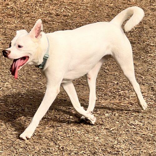 Enlarge BOOTS*, a Adoptable mixed breed in San Juan Capistrano, CA image 4/5