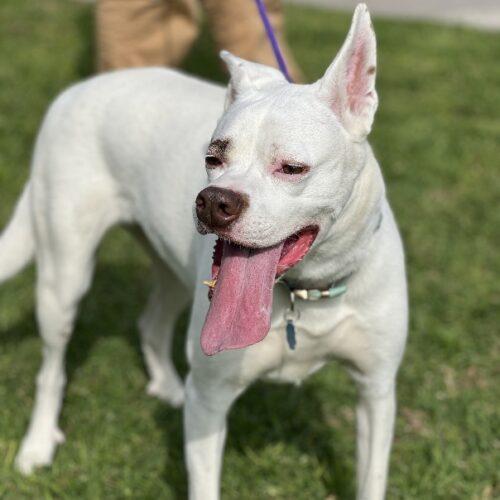 Enlarge BOOTS*, a Adoptable mixed breed in San Juan Capistrano, CA image 5/5