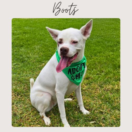 Enlarge BOOTS*, a Adoptable mixed breed in San Juan Capistrano, CA image 1/5