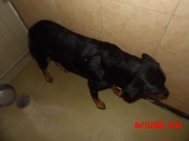 Enlarge Mila, a Adoptable Mixed Breed in Hobbs, NM image 1/4