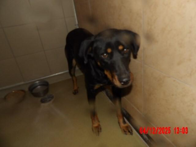 Enlarge Mila, a Adoptable Mixed Breed in Hobbs, NM image 2/4