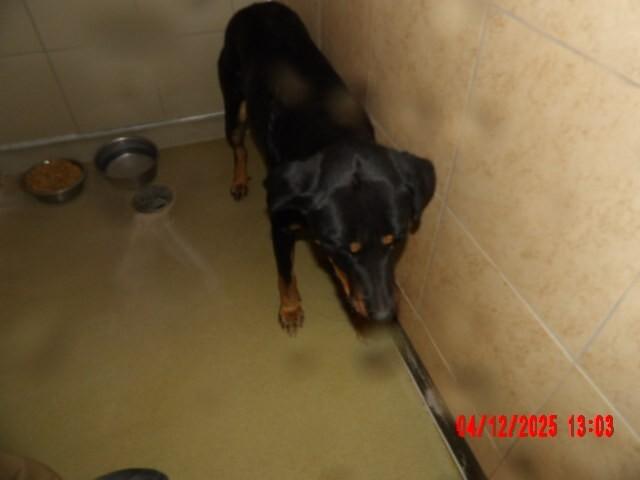 Enlarge Mila, a Adoptable Mixed Breed in Hobbs, NM image 3/4