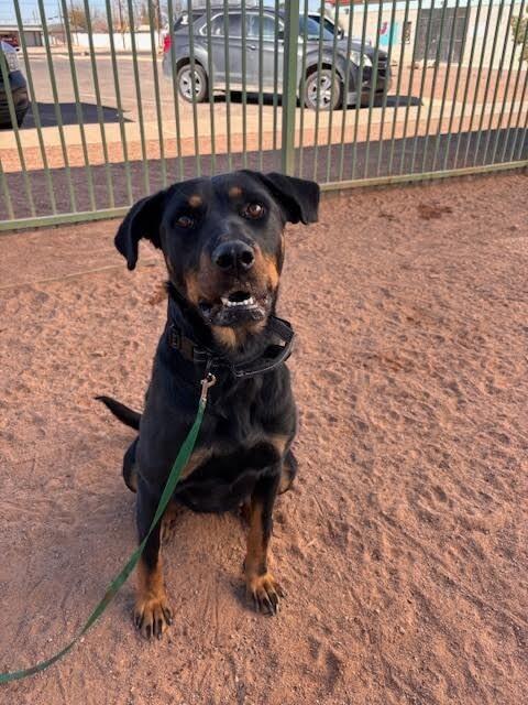 Enlarge Mila, a Adoptable Mixed Breed in Hobbs, NM image 4/4