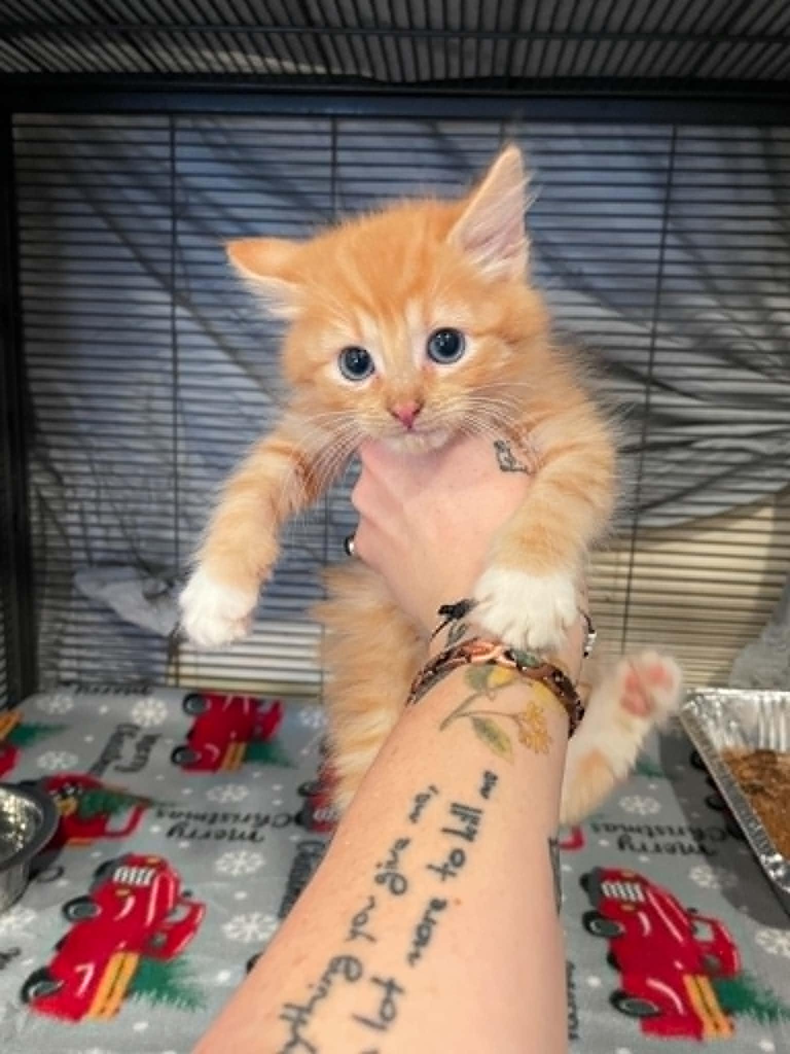 Enlarge DeVille, an adopted Domestic Long Hair in Bishopville, SC image 1/1