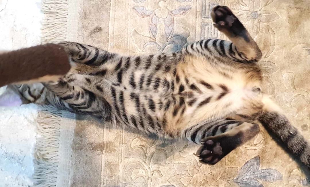 Nassim and Kenan - Bonded brothers, a Adoptable Egyptian Mau in Mississauga, ON image 4/6