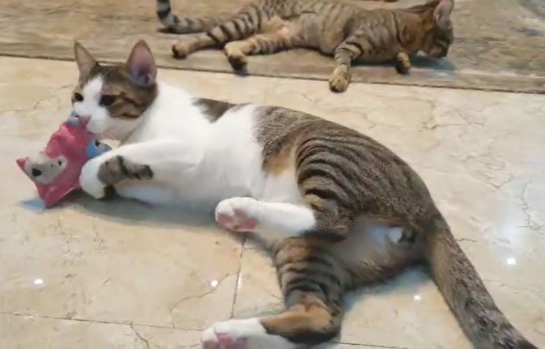 Nassim and Kenan - Bonded brothers, a Adoptable Egyptian Mau in Mississauga, ON image 5/6