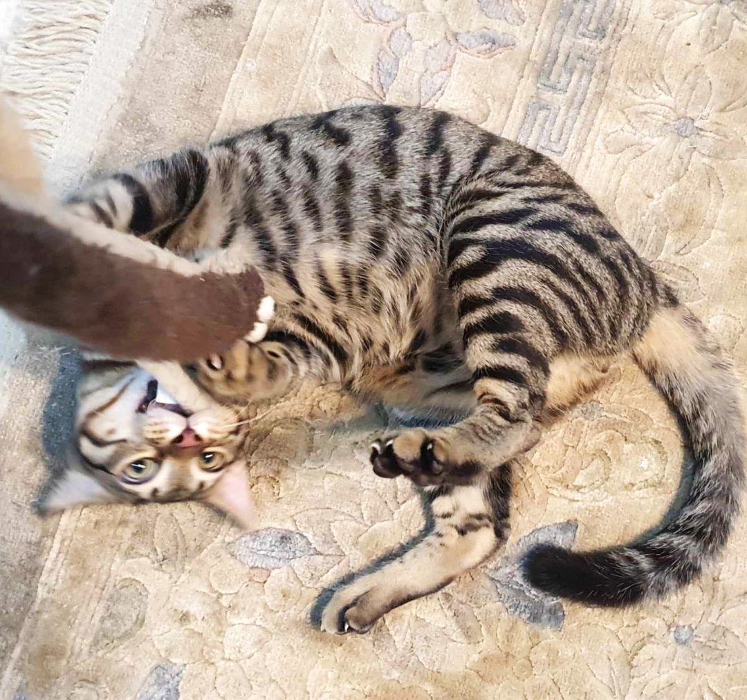 Nassim and Kenan - Bonded brothers