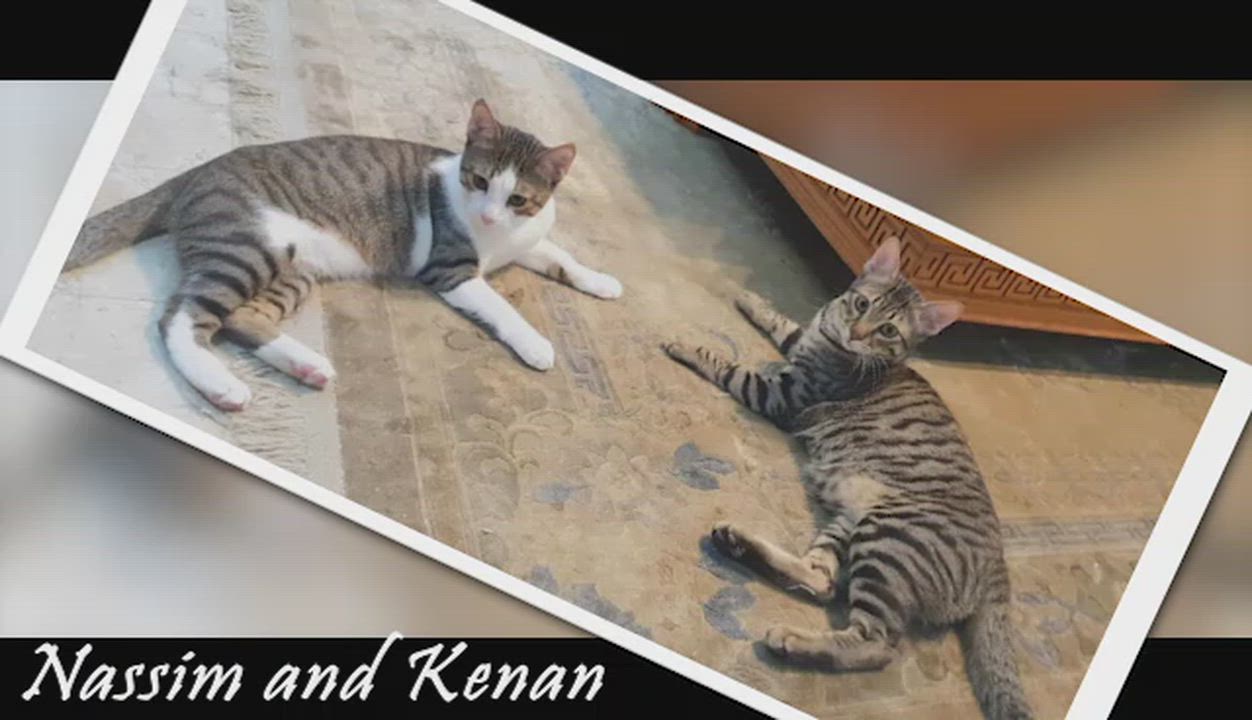 Enlarge Nassim and Kenan - Bonded brothers, a Adoptable Egyptian Mau in Mississauga, ON video 2/6