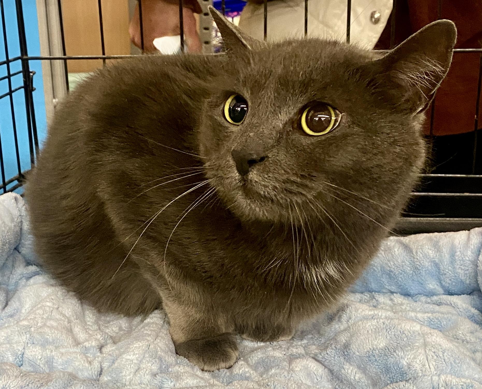 Enlarge Judge, a ADOPTABLE mixed breed in Red Bank, NJ image 5/5