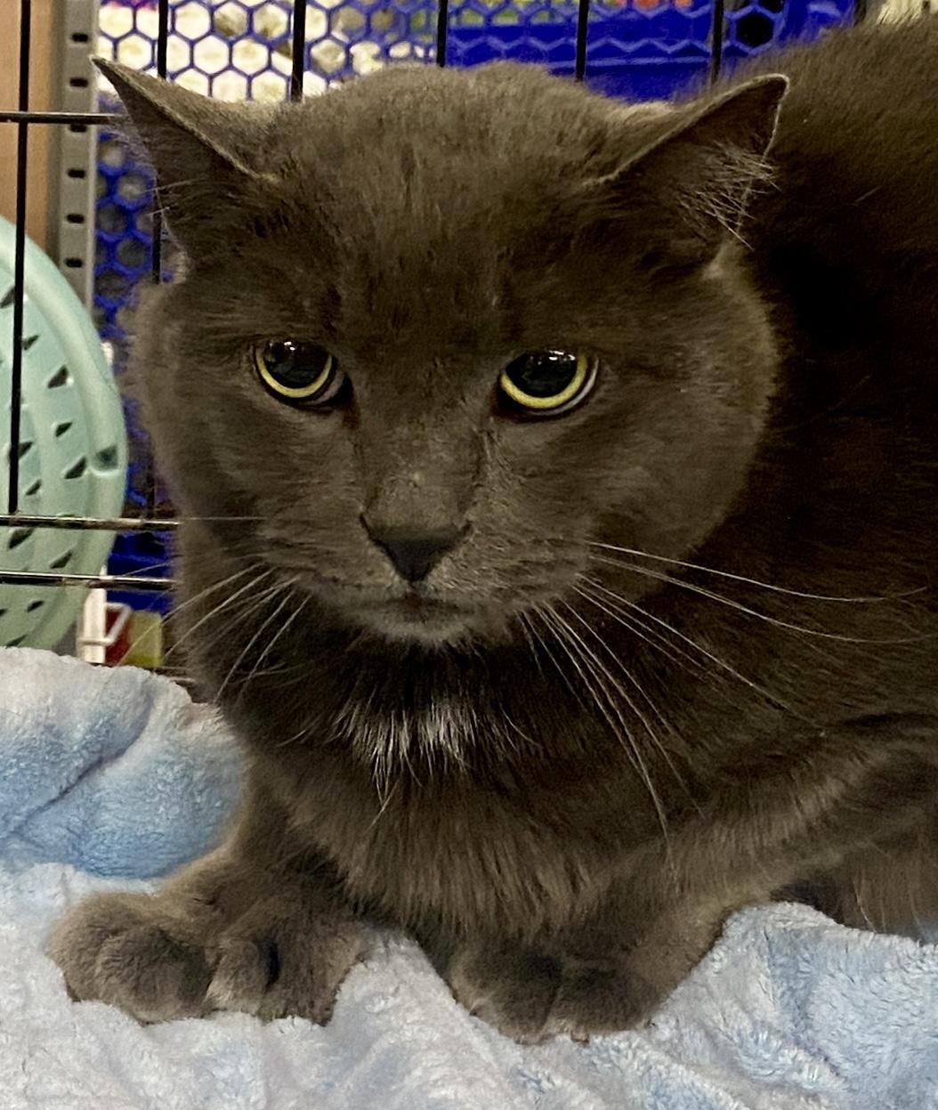Judge, ADOPTABLE, Adult Male Extra-Toes Cat / Hemingway Polydactyl & Russian Blue.