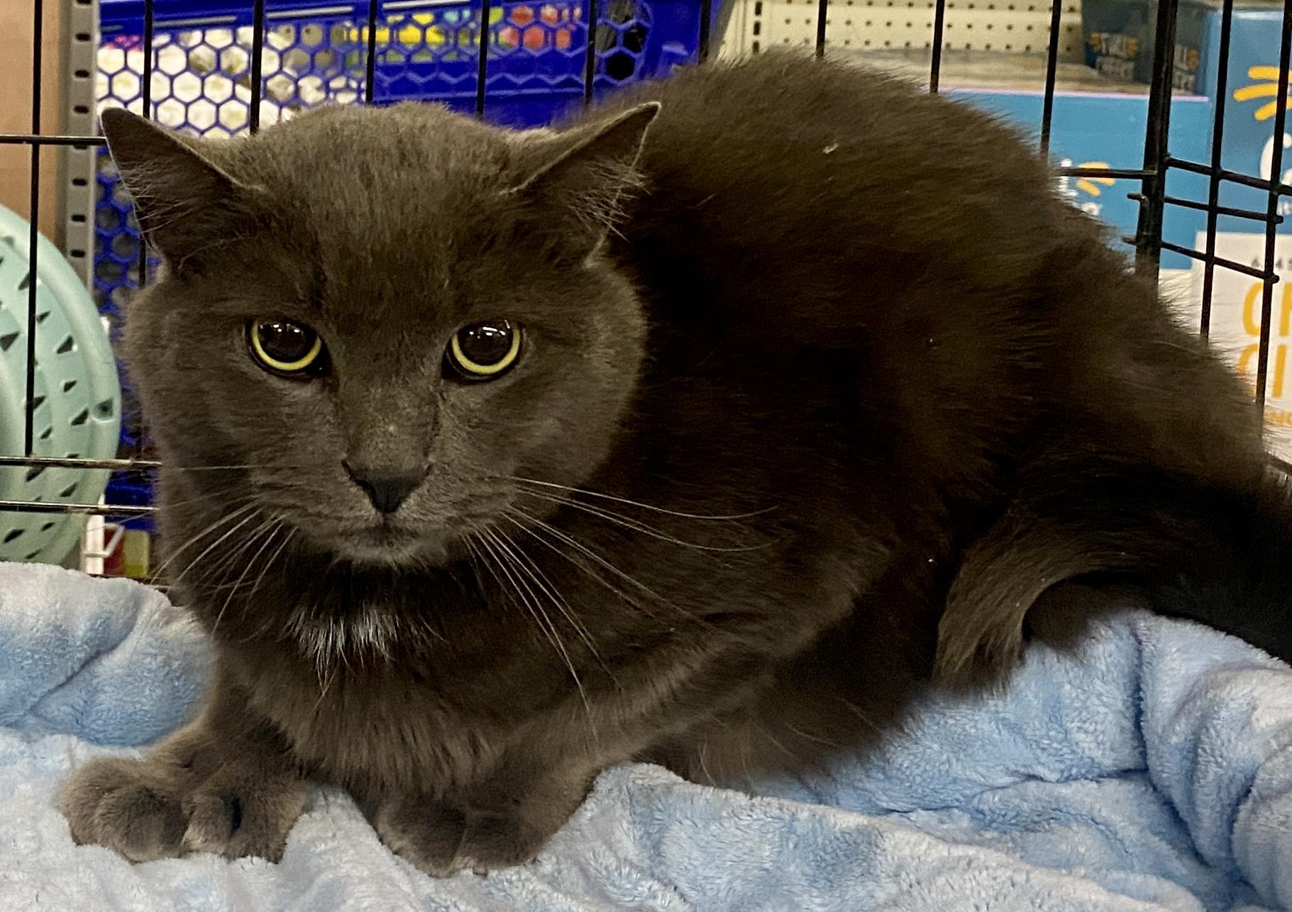 Enlarge Judge, a ADOPTABLE mixed breed in Red Bank, NJ image 4/5