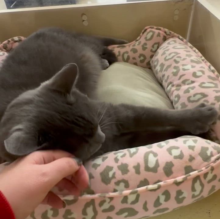 Enlarge Judge, a ADOPTABLE mixed breed in Red Bank, NJ video 2/5