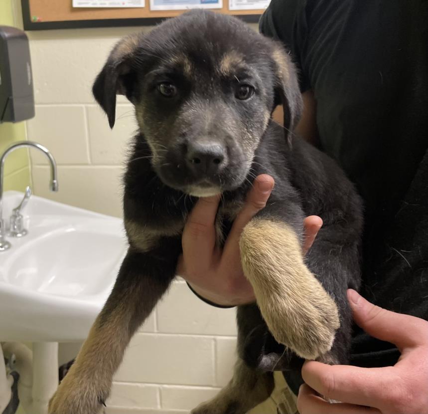 LUCY, Adoptable, Puppy Female German Shepherd Dog & Labrador Retriever.