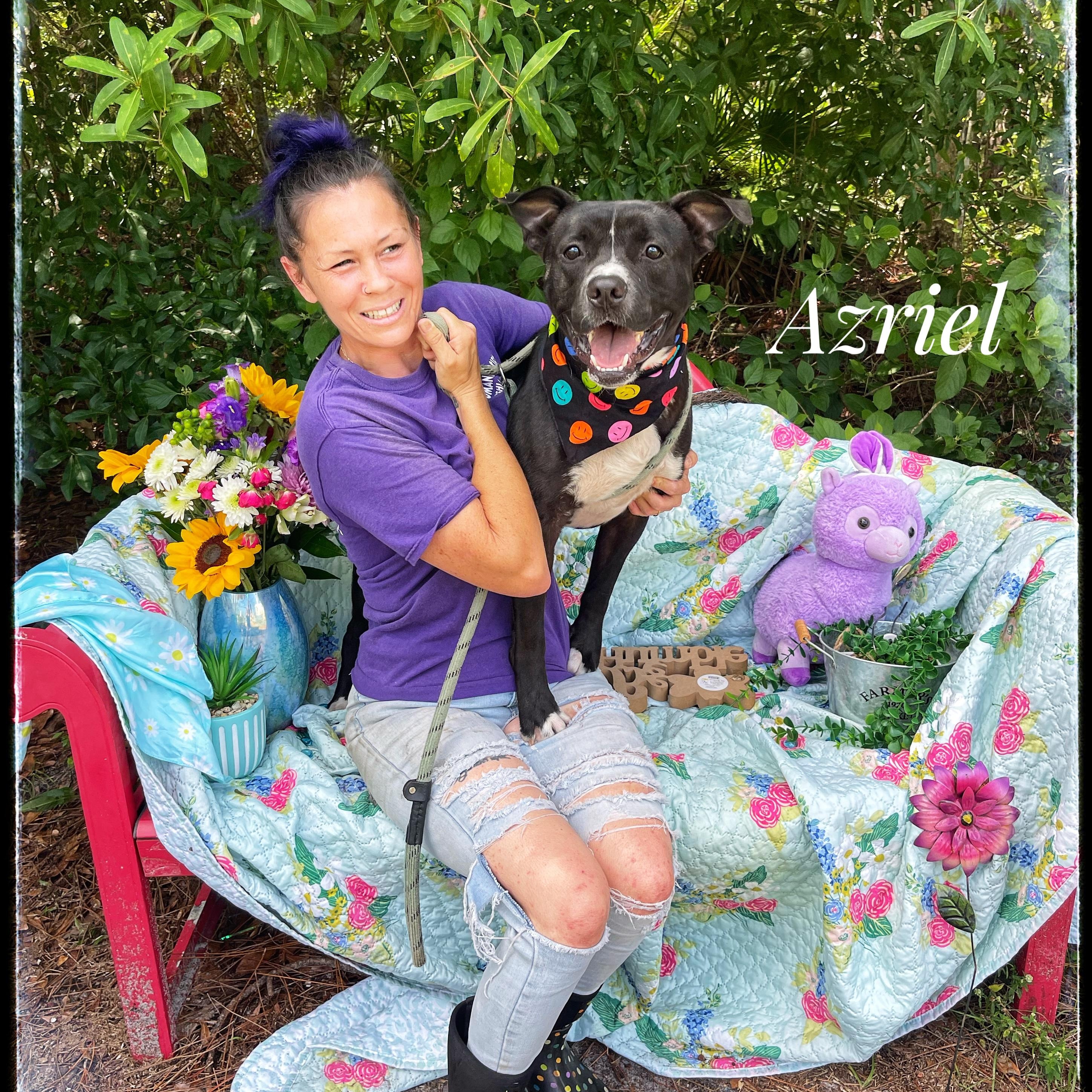 Azriel, Adoptable, Young Male American Staffordshire Terrier.