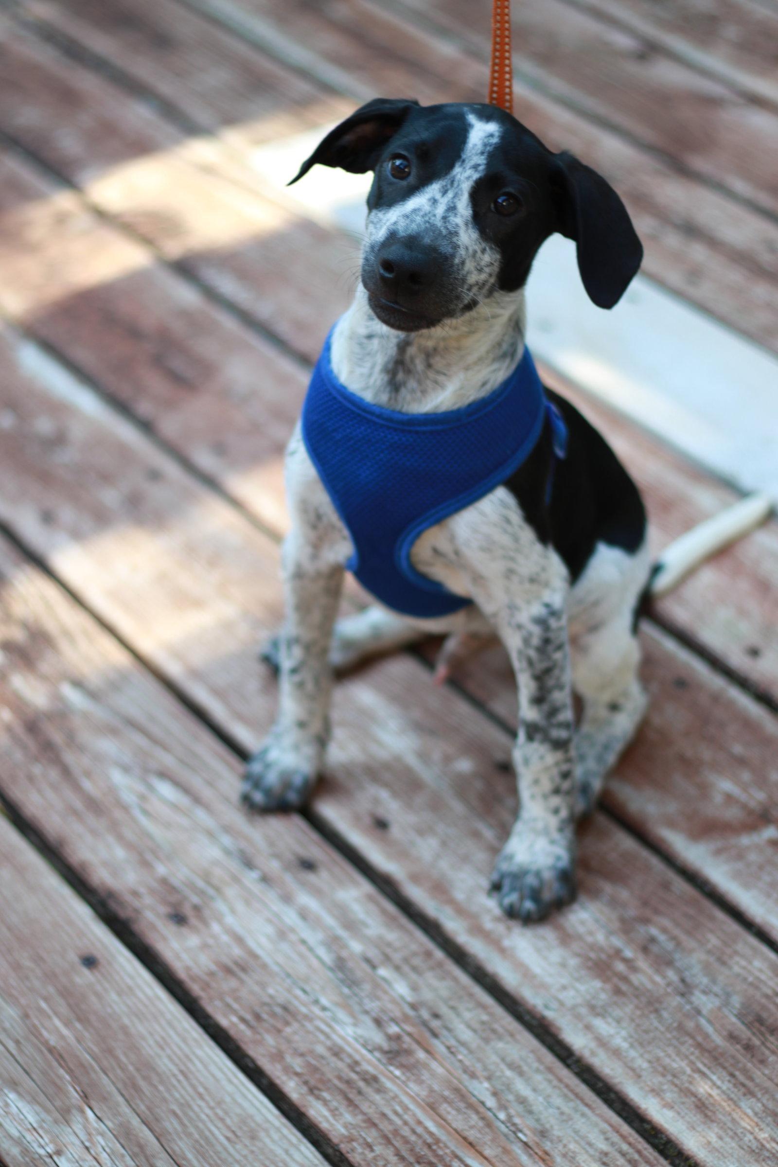 Robbie, Adopted, Puppy Male Labrador Retriever & Hound.