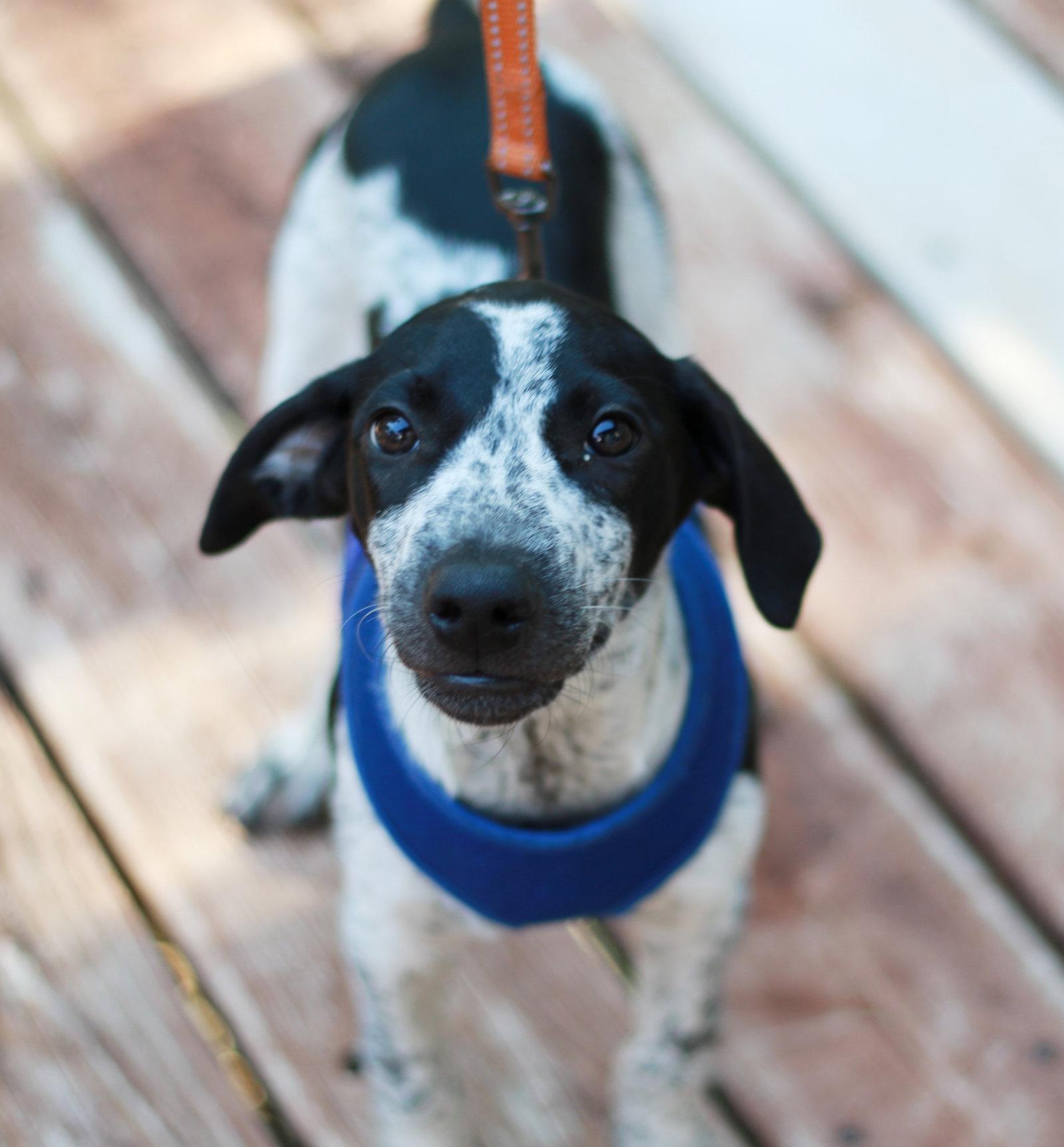 Enlarge Robbie, a Adopted mixed breed in Mankato, MN image 2/3