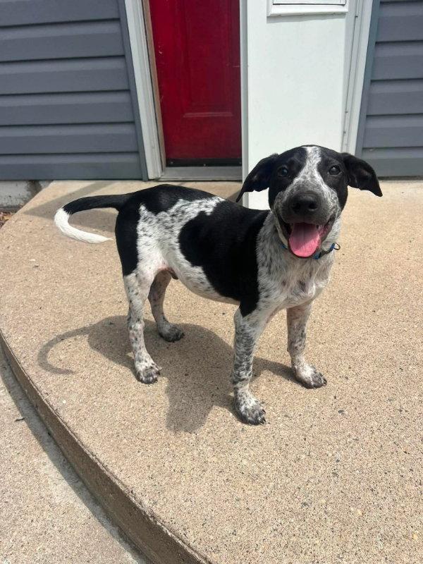 Enlarge Robbie, a Adopted mixed breed in Mankato, MN image 3/3