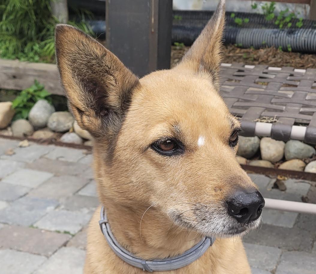 Enlarge Naji, an adopted mixed breed in San Ramon, CA image 1/1