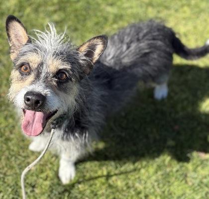Joey, a Adoptable mixed breed in Phoenix, AZ image 1/2