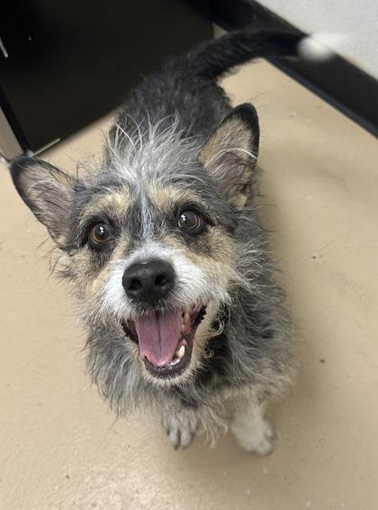 Joey, a Adoptable mixed breed in Phoenix, AZ image 2/2