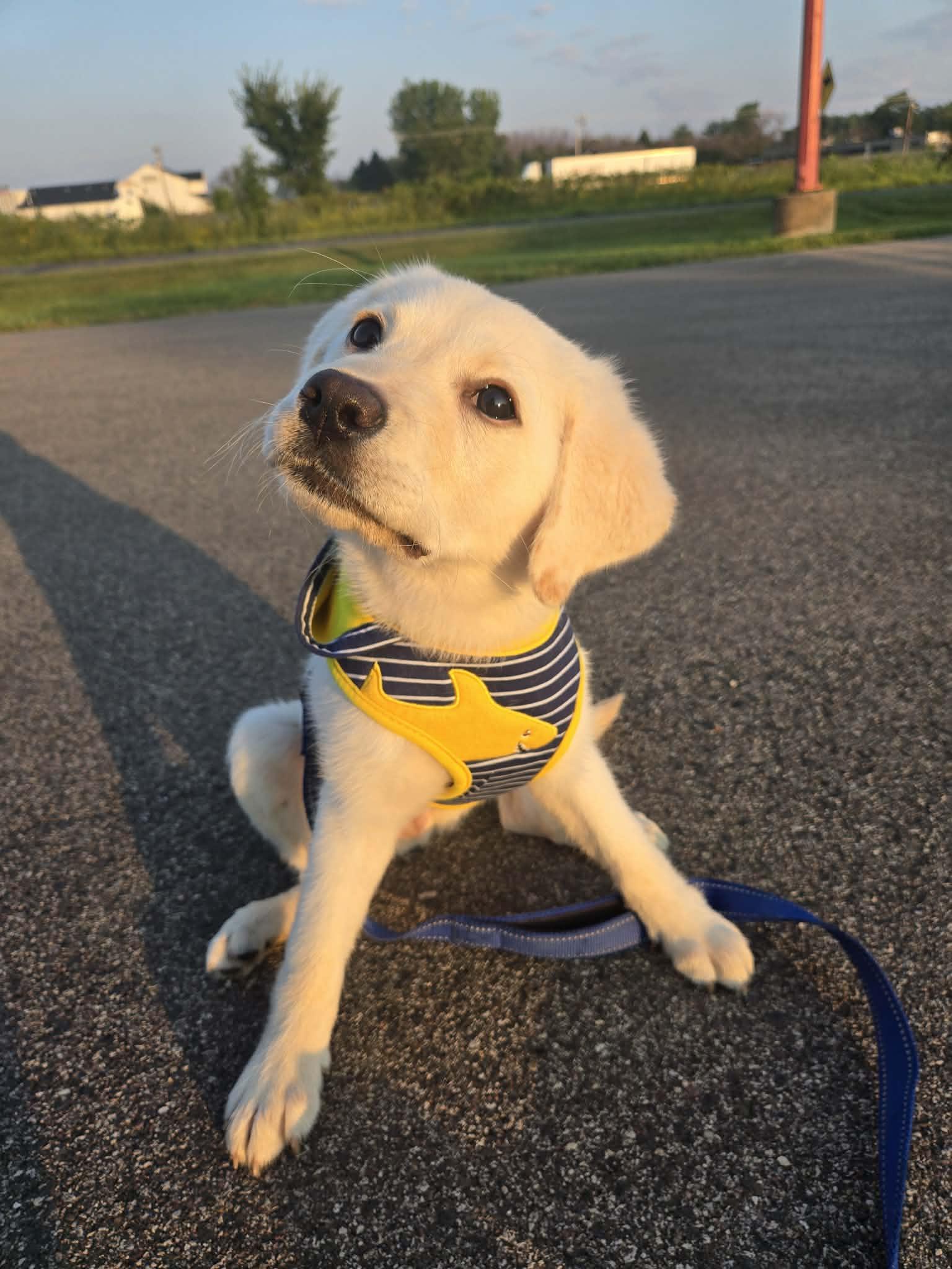 Enlarge Sky, a Adoptable Labrador Retriever in Blaine, MN image 1/1