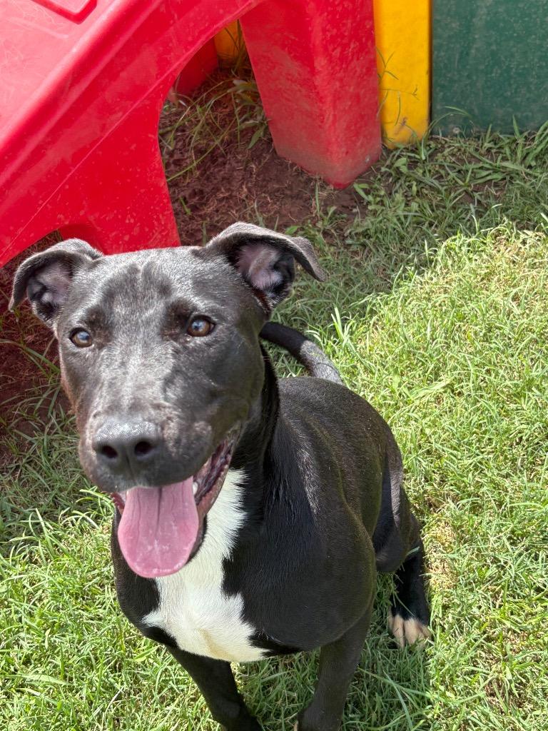 KoKo (Luther), Adoptable, Young Male Mixed Breed & Labrador Retriever.