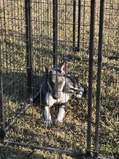 Luna — thumbnail 6