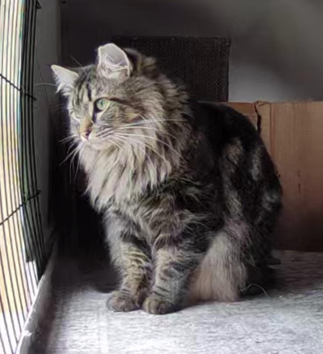 Enlarge Barney & Peaches , a ADOPTABLE mixed breed in Frederick, MD image 5/6