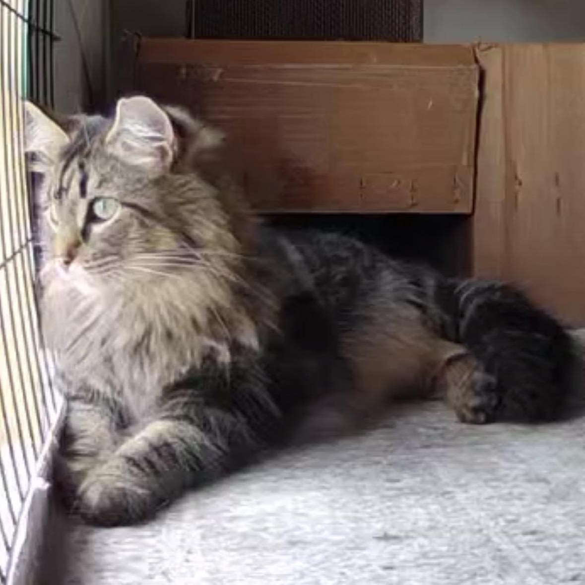 Barney & Peaches , ADOPTABLE, Adult Male Norwegian Forest Cat & Domestic Long Hair.