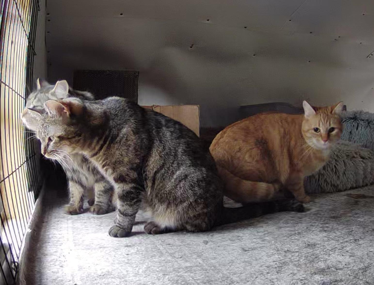 Enlarge Barney & Peaches , a ADOPTABLE mixed breed in Frederick, MD image 3/6