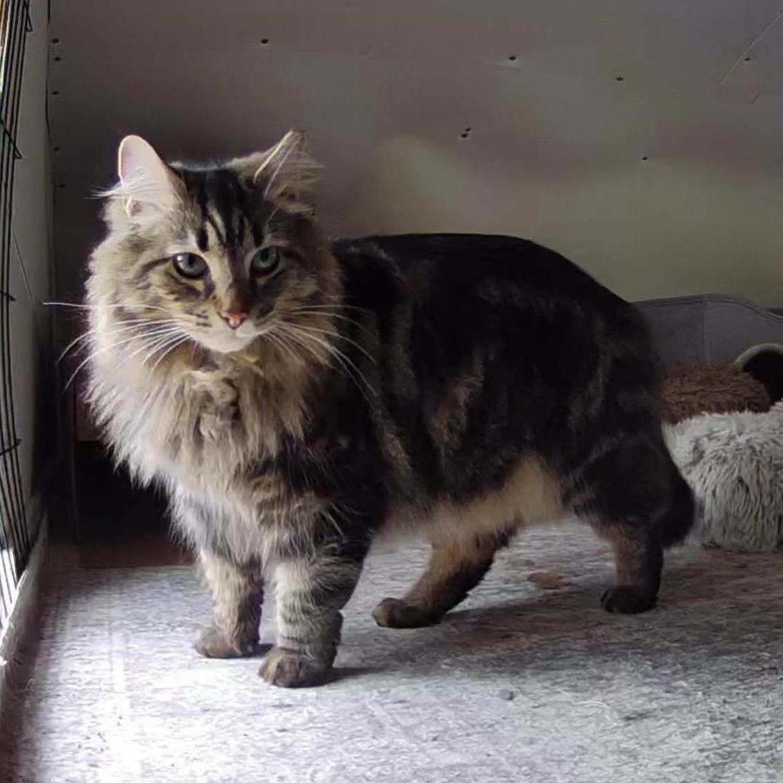 Enlarge Barney & Peaches , a ADOPTABLE mixed breed in Frederick, MD image 2/6