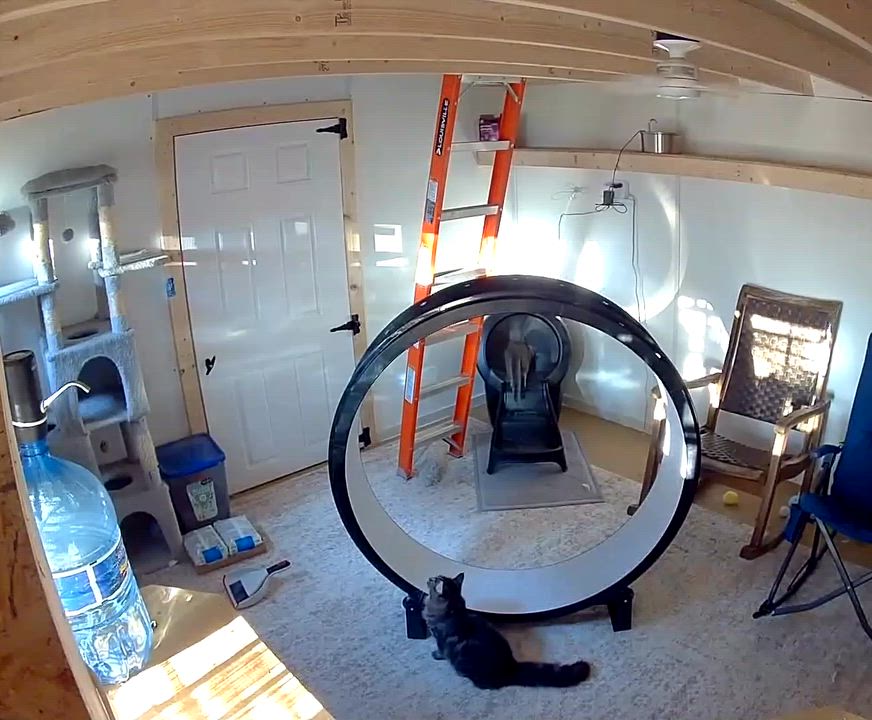 Enlarge Barney & Peaches , a ADOPTABLE mixed breed in Frederick, MD video 6/6