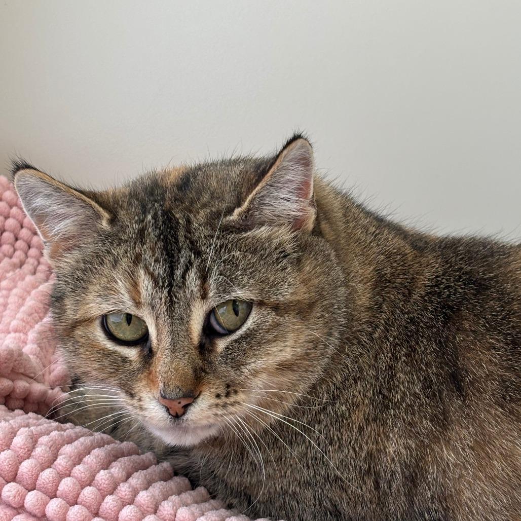 Thunder Pants, a Adoptable Domestic Medium Hair in West Plains, MO image 1/3