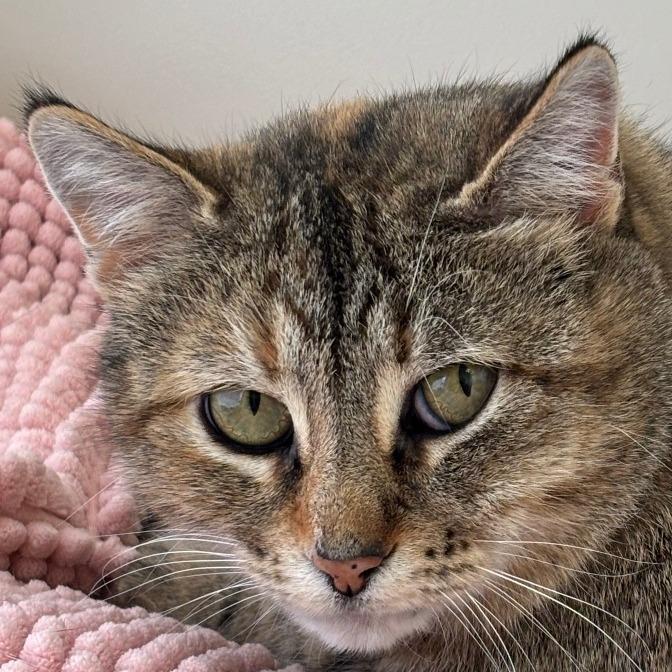 Thunder Pants, a Adoptable Domestic Medium Hair in West Plains, MO image 2/3