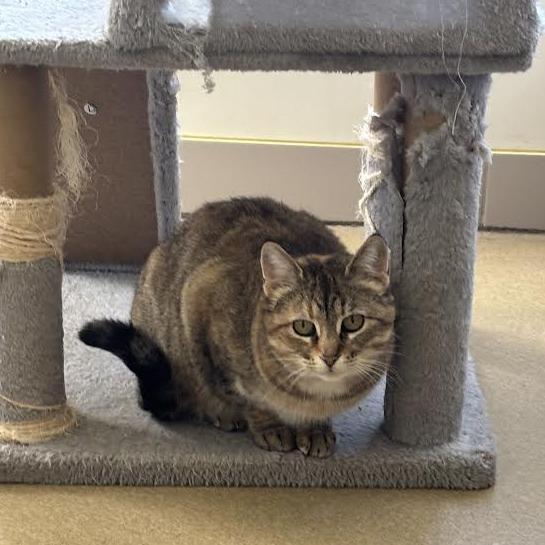 Thunder Pants, a Adoptable Domestic Medium Hair in West Plains, MO image 3/3